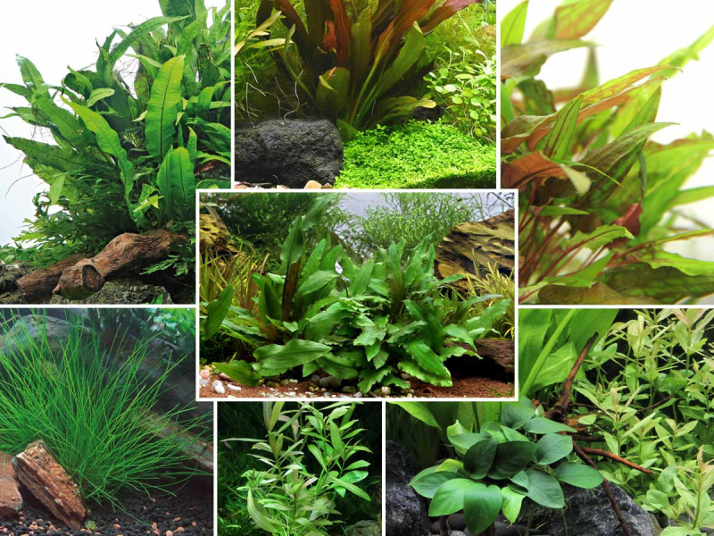 Aquarienpflanzen Wundertüte